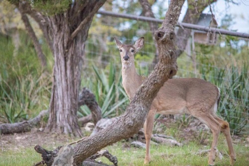 Bella'S Cove Home image 35